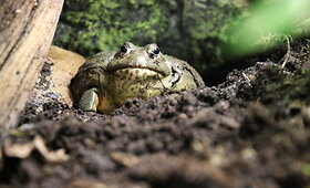 Lietuvos zoologijos sode &ndash; nauja varliagyvių rū&scaron;is