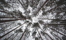 Sekmadienio popietė Vingio parke