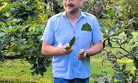 VU Botanikos sodo specialistas Egidijus Kerbelis supažindino su ąžuolų įvairove