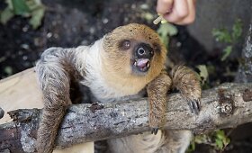 Lietuvos zoologijos sode &ndash; dvipir&scaron;tis tinginys