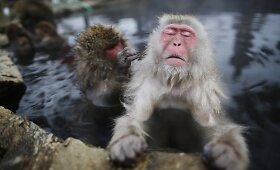 Japoninės makakos &scaron;ildosi kar&scaron;tųjų versmių vandenyse
