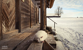 Kleboni&scaron;kių kaimas (Radvili&scaron;kio r.)