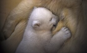 Itin mieli gyvūnų jaunikliai su savo mamomis