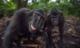 Besi&scaron;ypsančios makakos Tangkoko nacionaliniame parke Indonezijoje