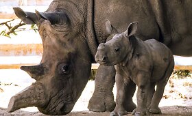 Izraelio zoologijos sode pirmą kartą per 20 metų gimė raganosiukė