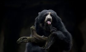 Buenos Airėse uždaromas zoologijos sodas, o dauguma jo gyvūnų &ndash; paleisti į laisvę