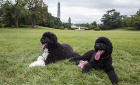 Baracko Obamos &scaron;unys Bo ir Sunny