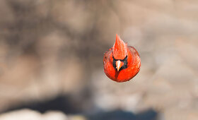 &bdquo;Audubon&ldquo; fotografijos apdovanojimų geriausios 2016 m. pauk&scaron;čių nuotraukos