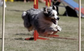 Tartautinės &scaron;unų varžybos &bdquo;Agility Riga Cup&ldquo; Latvijoje