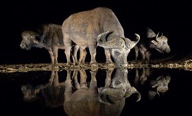 Pietų Afrikos Respublikos gamtos rezervate užfiksuoti naktį vandenį geriantys gyvūnai