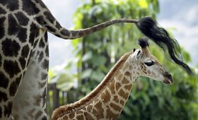 Singapūro zoologijos sode gimė žirafos jauniklis