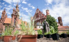 A.Mickevičiaus skveras sostinėje apsipils žiedais