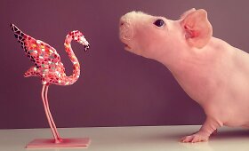 Internete i&scaron;populiarėjusi beplaukė jūrų kiaulytė Ludwik