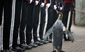 Edinburgo karali&scaron;kajam pingvinui Olavui suteiktas Norvegijos brigados vado karinis laipsnis