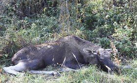 Į Tarandę atklydusį sužeistą briedį gyvūnų globėjai paliko likimo valiai
