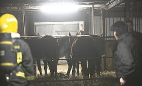 Avižienių seniūnijoje užsiliepsnojo žirgynas
