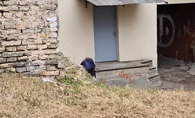 Kauno gatvės gyventojo užfiksuota netvarka