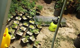 Jonavos rajone aptiktos nelegalios kanapių auginimo laboratorijos