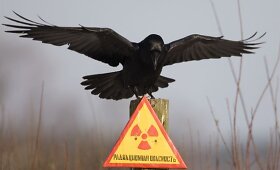 Černobylio zonos gyvūnija