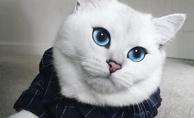 Mėlynakis katinas Coby užkariavo internetą