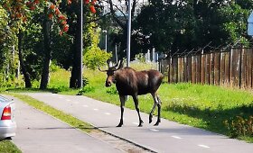 Miestiečiai įamžino Klaipėdoje klajojantį briedį