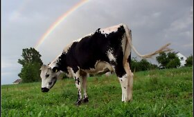 Neprofesionalių fotografų nuotraukose &ndash; žavios Lietuvos karvutės