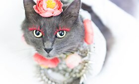 Rumunės glamūrinė katė užkariauja &bdquo;Instagram&ldquo;