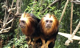 Vilniaus zoologijos sodo ZOOPARK gyvūnai