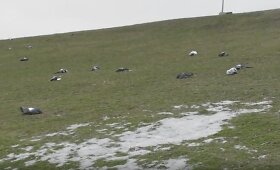 Kaune žemę nuklojo de&scaron;imtys negyvų balandžių