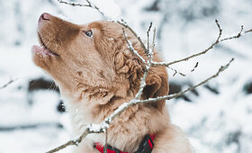 Sauliaus Baniulio augintinis