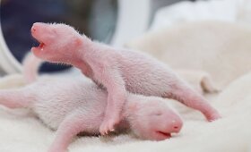 Kinijoje didžioji panda atsivedė dvynukes