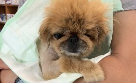 Deimantės Guobytės priglausta pekinų kalytė Nika