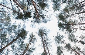 22 (18) Valstybės įmonių mi&scaron;kų urėdijų konsolidavimas į vieną įmonę ir centralizuotas jų valdymas;
