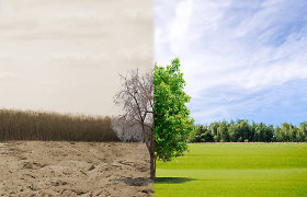 „Mokslo sriuba“: medžių sodinimas neišgelbės planetos – juos reikia ir laidoti
