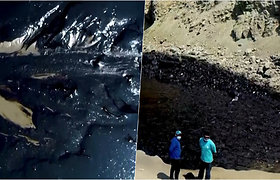 Tongos išsiveržimo padariniai – išsipylus naftai auksiniai Peru paplūdimiai nusidažė juodai