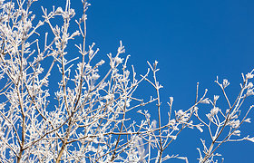 Baltu žiemos šerkšnu pasidengę medžiai