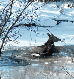 Nuotr. iš asmeninio archyvo/Į upę įlūžęs elnias