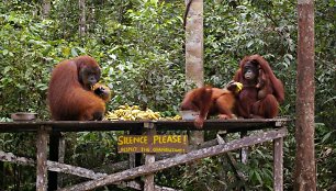 Ne visi orangutanai drįsta puotauti kartu su gaujos patinu