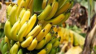 Bananai