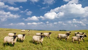 Biržų rajone gyvenantys ūkininkai tikina, kad keturios jų avys žuvo nuo kranklių.