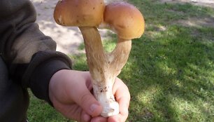Grybas rastas Lazdijų rajono mi&scaron;ke. 