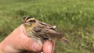 Pamaryje sugauta meldinė nendrinukė su geolokatoriumi