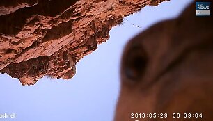 Australijoje erelis pavogė kamerą ir nufilmavo savo kelionę.