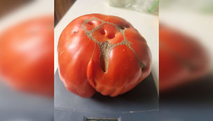 Kėdainietės šiltnamyje užaugo pomidorai milžinai