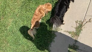 Deimantės Guobytės pekinų veislės kalytė