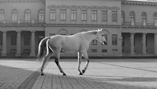 „Laikas eina per miestą“ (rež. A. Grikevičius, 1966)