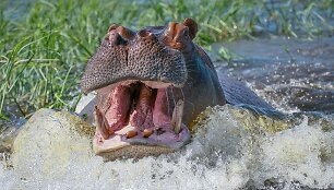 Įtūžęs begemotas
