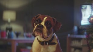 Kadras iš kalėdinės „John Lewis“ reklamos „Buster the Boxer“.