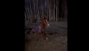 Nufilmuotas dūstantis arklys