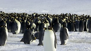 Imperatoriškieji pingvinai